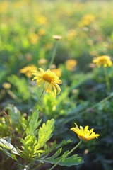 小DSCF6354.jpg