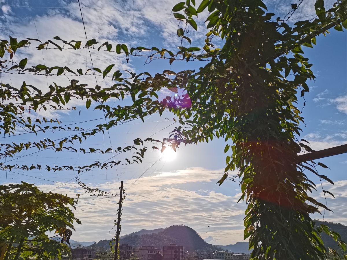 南方的冬天艳阳高照