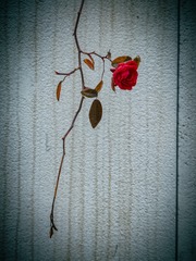 C0A098D6-CB52-4766-9527-CE7D35B2B09F/L0/001
