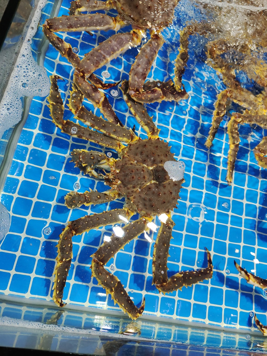 帝王蟹被称为"蟹中之王",属于深海蟹类,生存深度达850米之深,生存水温