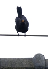 40894