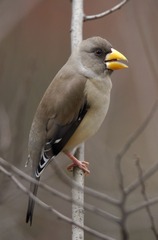 43632