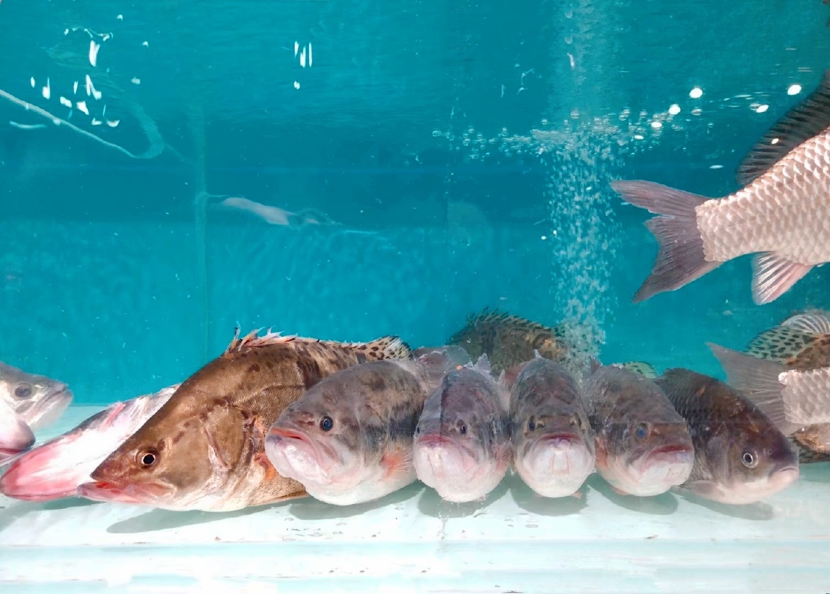 逛超市水产区看到的排排坐觉得挺好玩的就拍下了