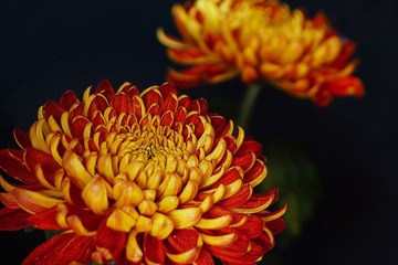 DSC00005.jpg