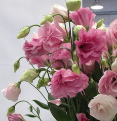 DSCN2726.JPG