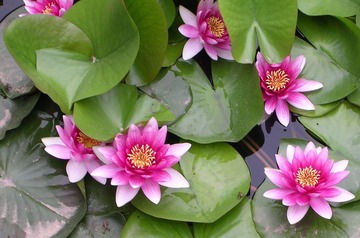 第一城的荷花.jpg