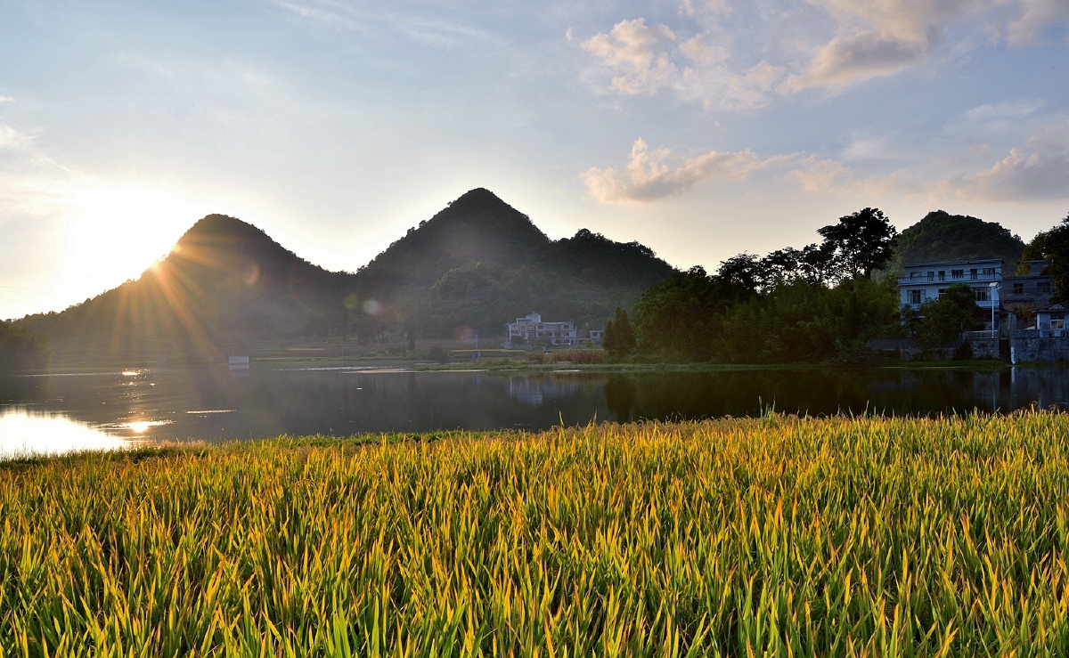 丰收季节拍摄于贵州安龙县红旗水库