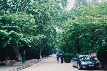 樱花大道不开花，思家之人没回家。