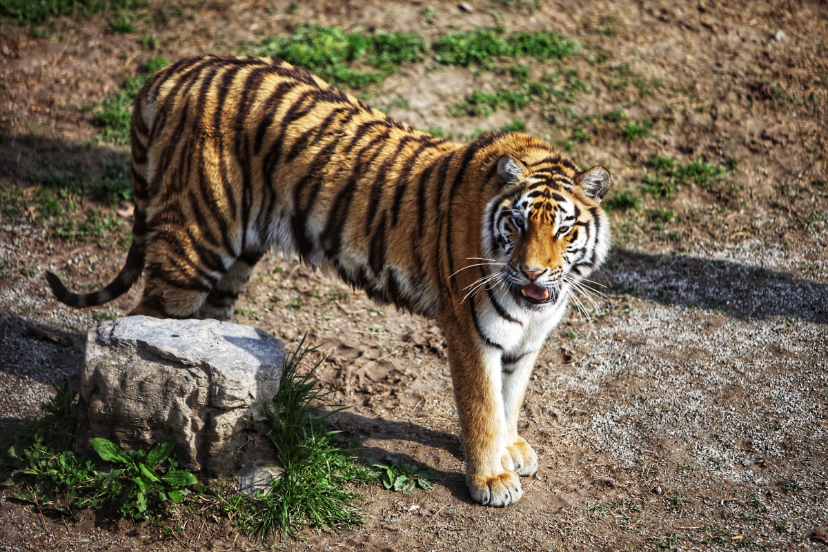 东北虎～拍摄于上海野生动物园