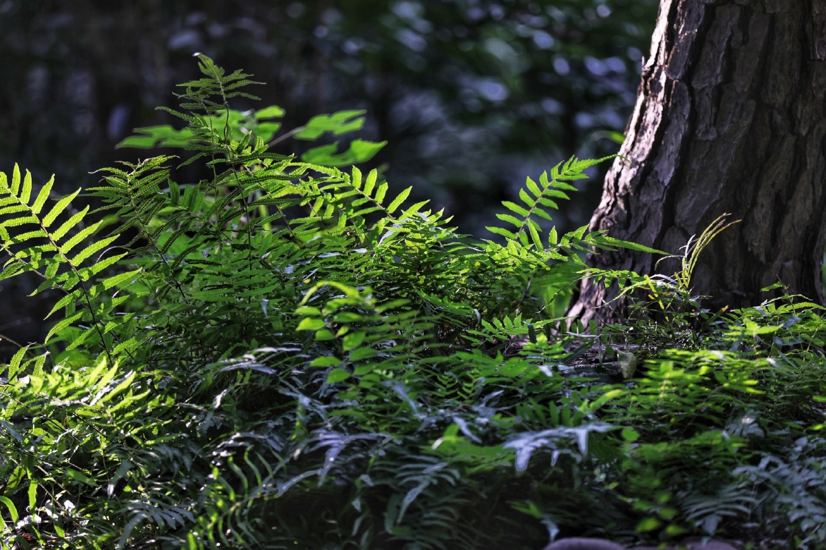 光影与植物