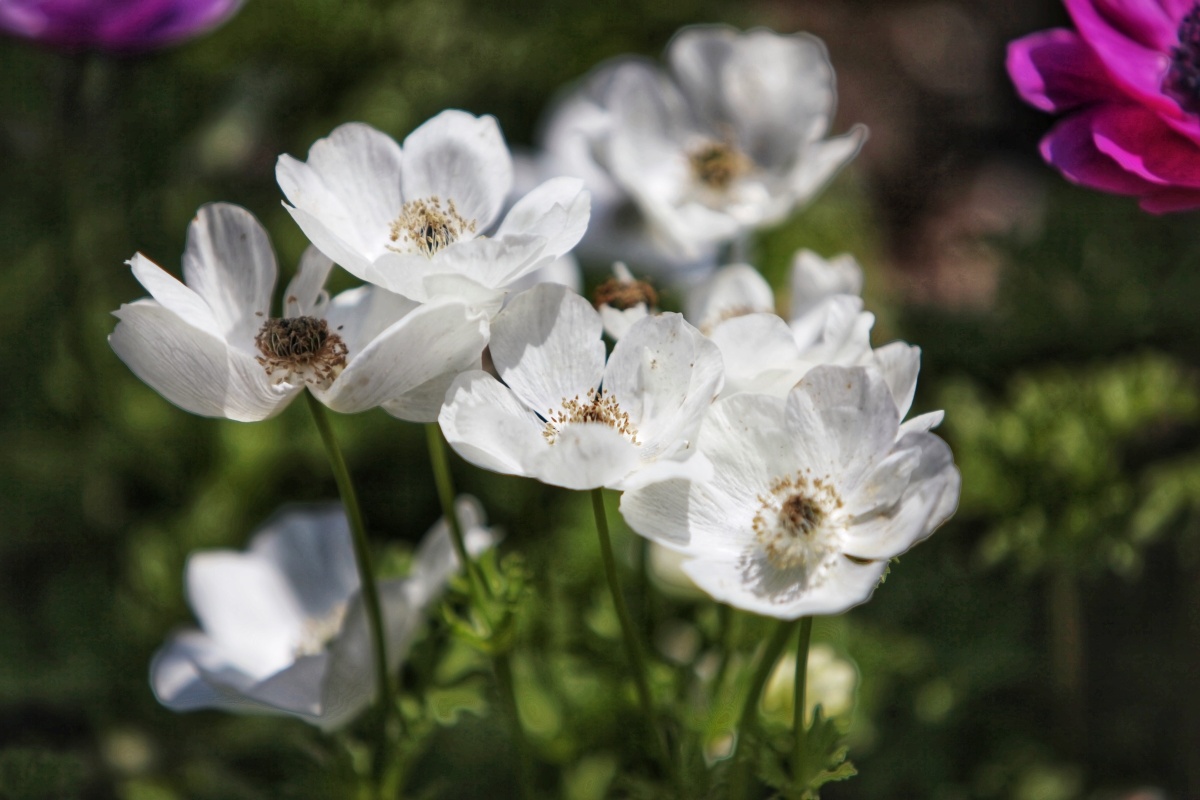 淡雅的白色银莲花