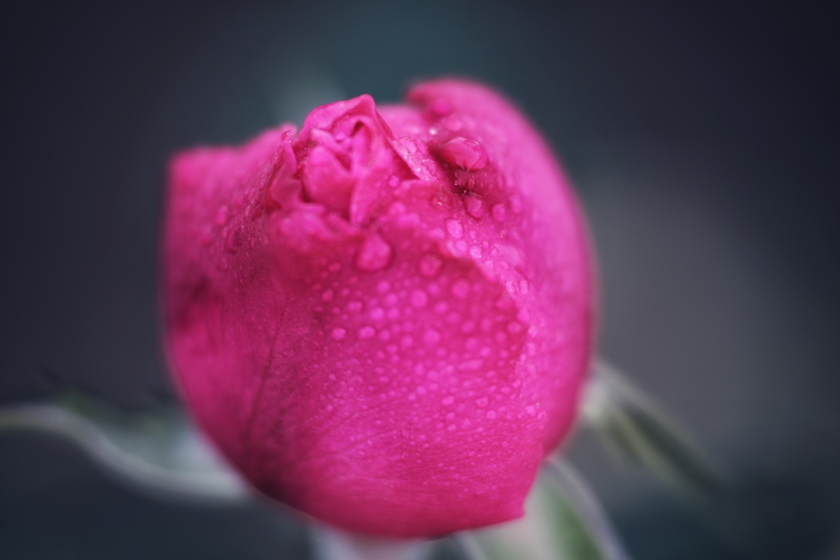 玫瑰花苞特写 - 咖啡还是咖啡 - 图虫