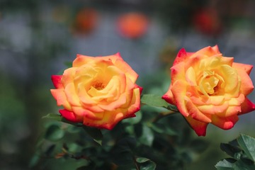 9E8674E5-605C-46F4-9ECC-2D44705569DA/L0/001