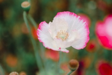 183A0D11-89BF-4490-A6EF-D57CB156F244/L0/001