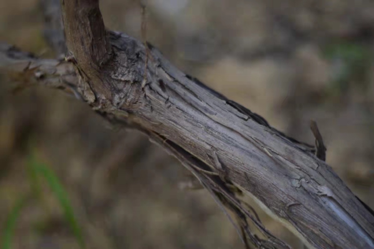 比较粗壮的树枝