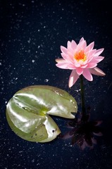 如画