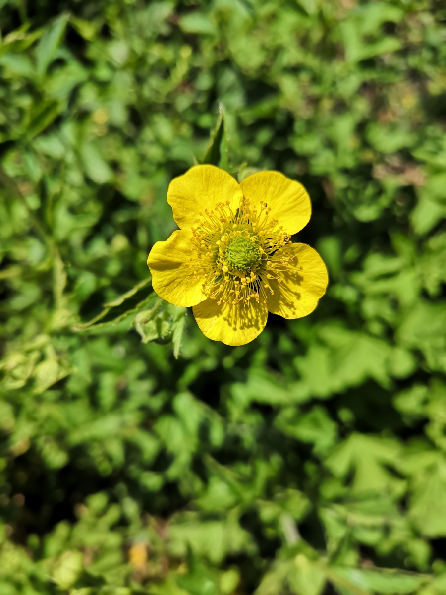 路边青有去风湿作用