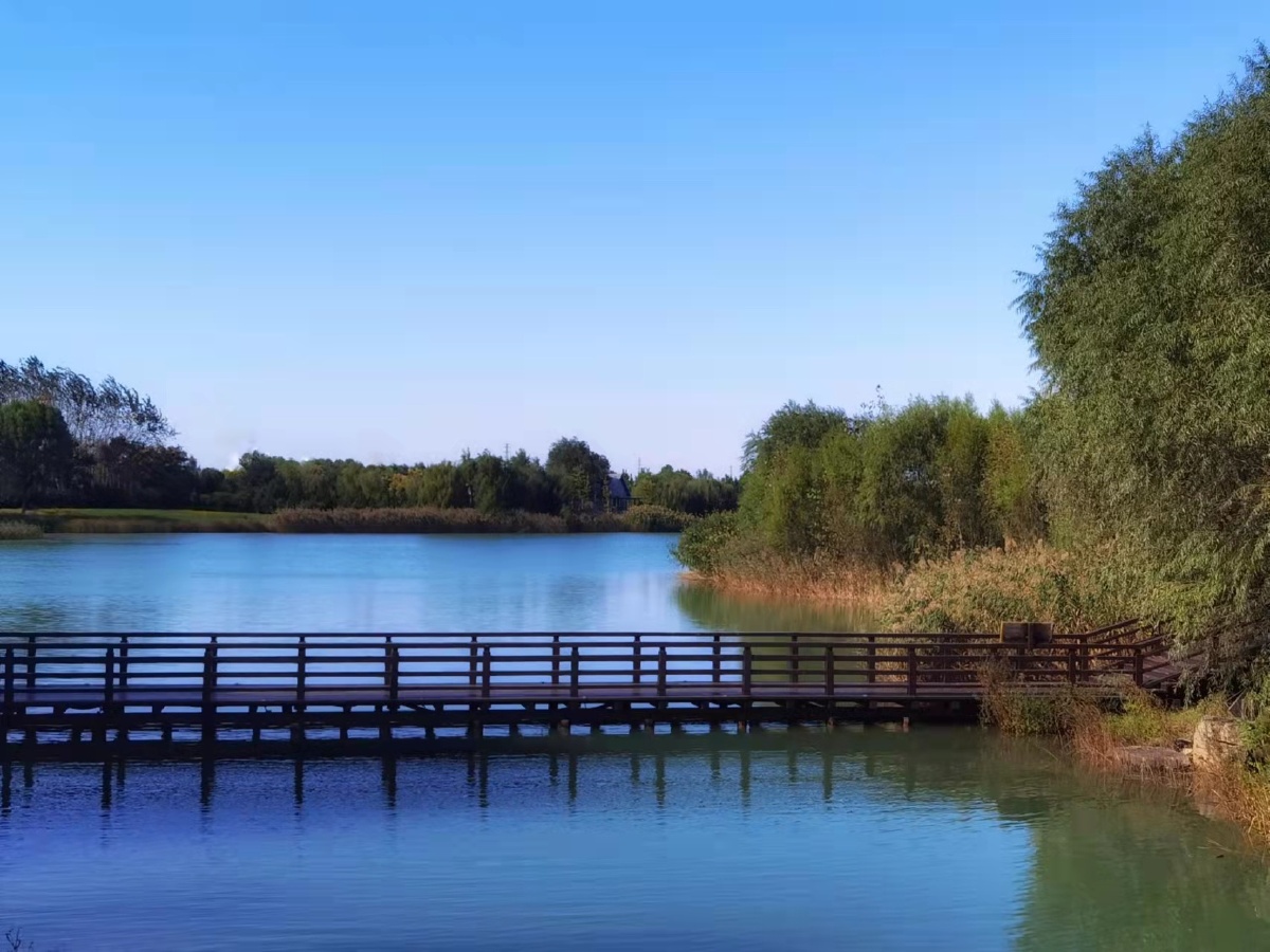 湖面上芦苇旁安静的木头栈道