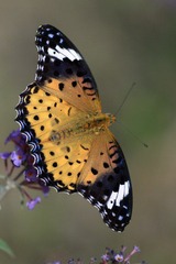 IMG_7052.jpg