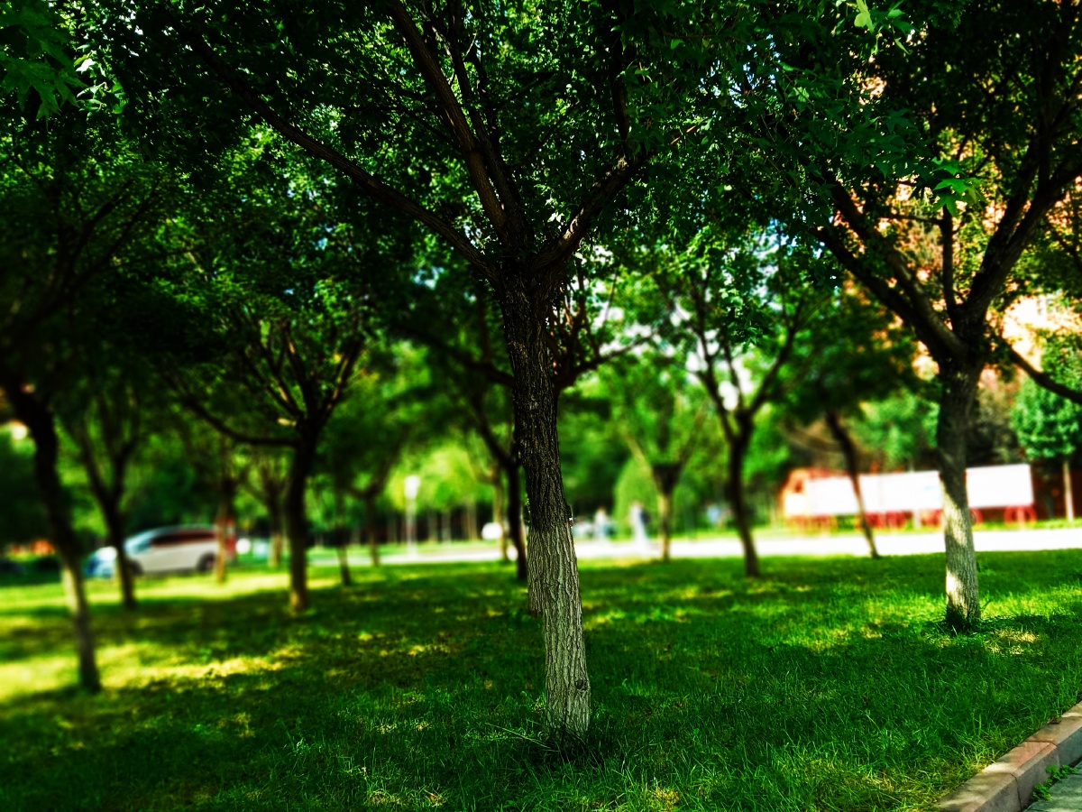 校园近景你也可以发现生活中的美