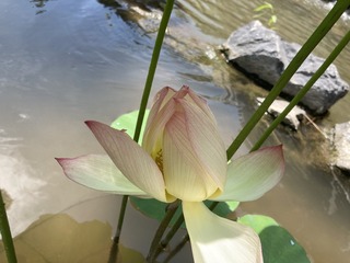 79A144ED-3949-4718-AC35-E704B3189FF4/L0/001