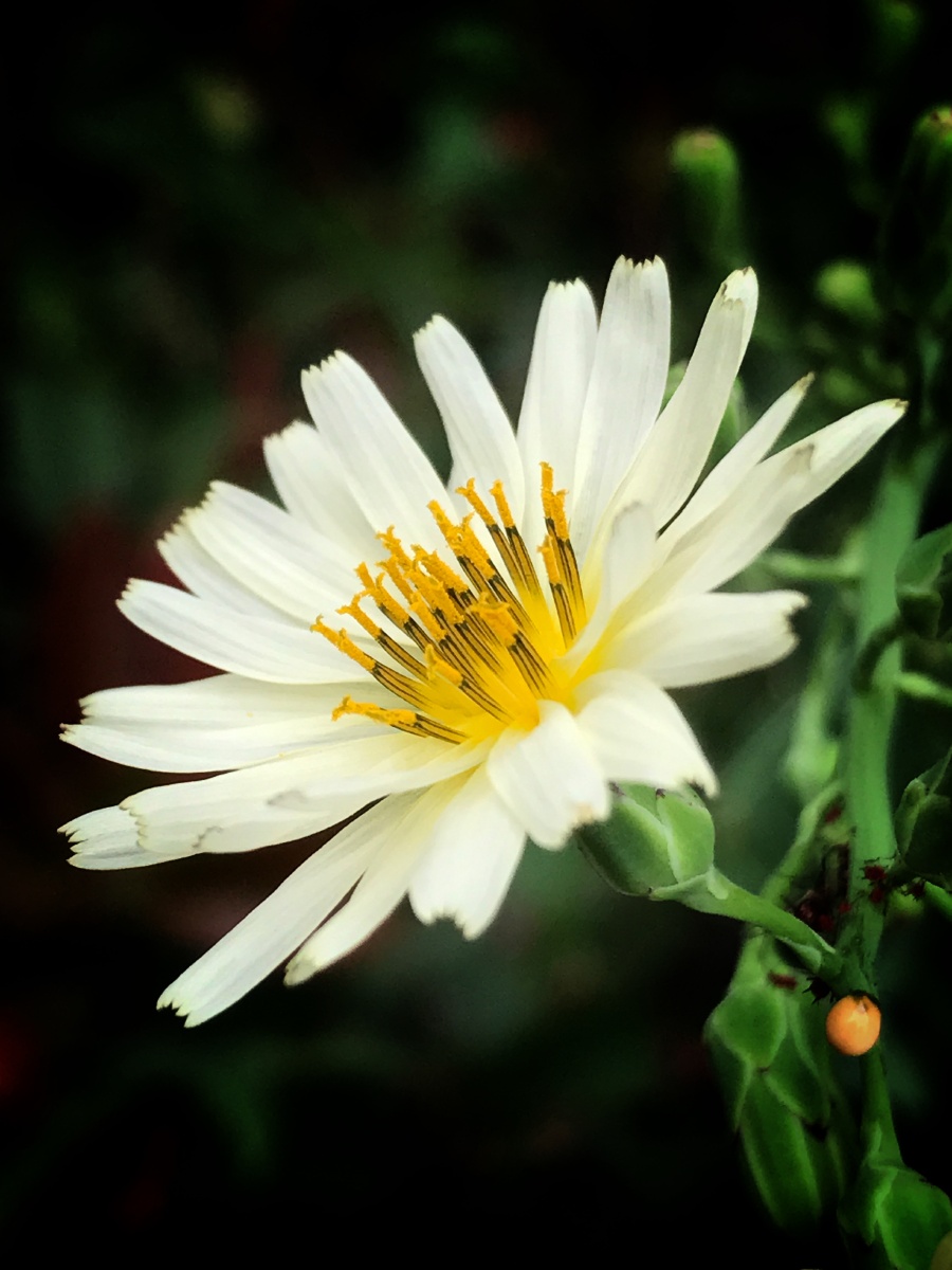 翅果菊又称为山莴苣苦莴苣江西山马草广东野莴苣海南属于菊科翅果菊属
