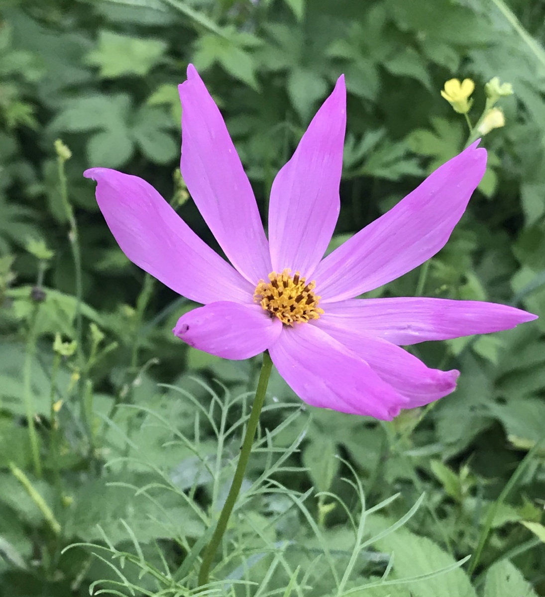 拉丁学名cosmos bipinnata cav.别称波斯菊,大波斯菊,秋樱.