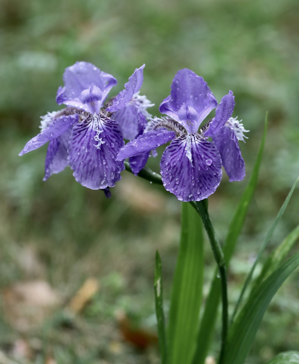 鸢尾花鸢尾属拉丁学名irisl单子叶植物纲百合目原产欧洲中国各地常见