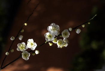 49AA1132-B7CB-4C61-BD40-14505D7F240F/L0/001