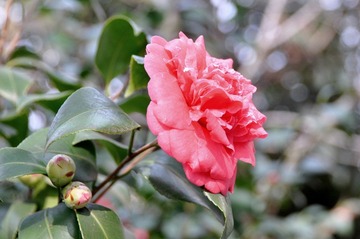 DSC_1756-001.jpg