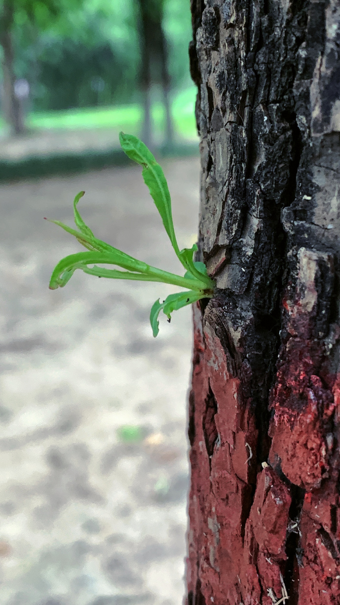 新生萌芽生命迹象柳芽