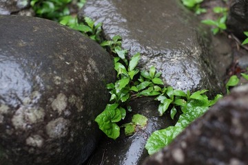 DSCF0333.JPG