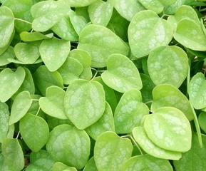 725