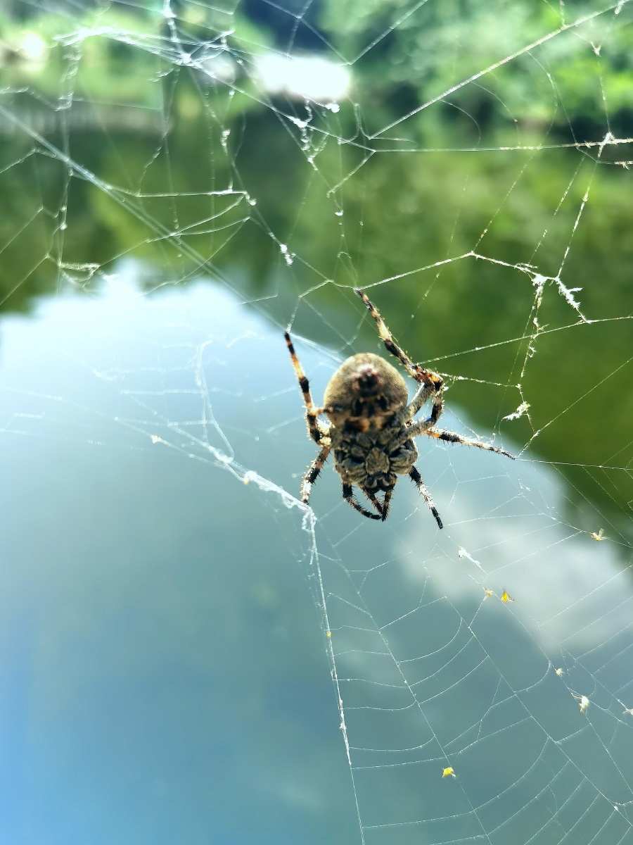 山东泰安彩石溪蜘蛛