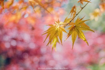 IMGP9303-2_副本-2.jpg