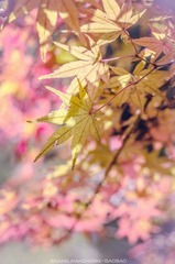 IMGP9310-2_副本-2.jpg