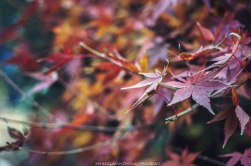 IMGP9706-2_副本-2.jpg