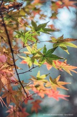 IMGP9722-2_副本-2.jpg