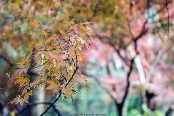 IMGP9766-2_副本.jpg