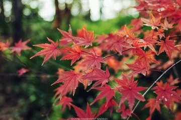 IMGP9827-2_副本.jpg