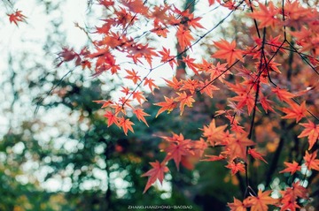 IMGP9832-2_副本.jpg