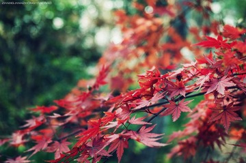 IMGP9834-2_副本.jpg