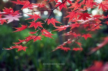 IMGP9833-2_副本.jpg