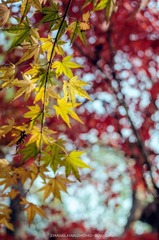 IMGP9846-2_副本.jpg