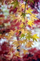 IMGP9847-2_副本.jpg
