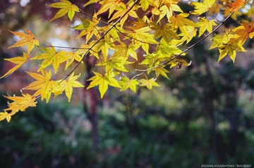 IMGP9850-2_副本.jpg