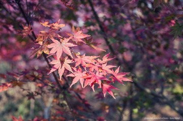 IMGP9875-2_副本.jpg