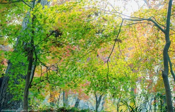 IMGP9954-2_副本.jpg