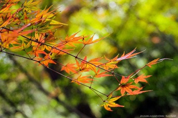 IMGP9950-2_副本.jpg