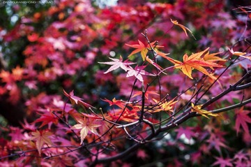 IMGP9929-2_副本.jpg